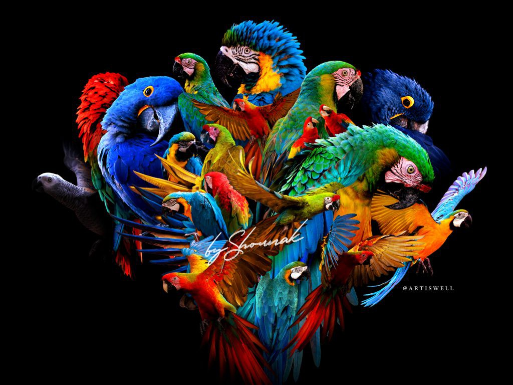 Parrots Rainbow artwork
